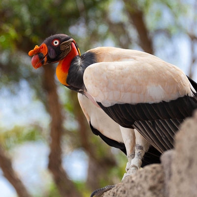 A King Vulture perches on a rocky foreground with trees in the background