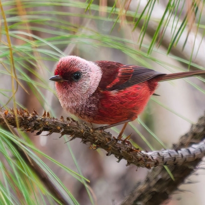 A Pink-headed Warbler perches on a small branch