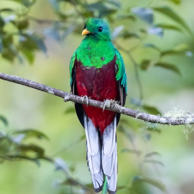 Resplendent Quetzal perched on a branch