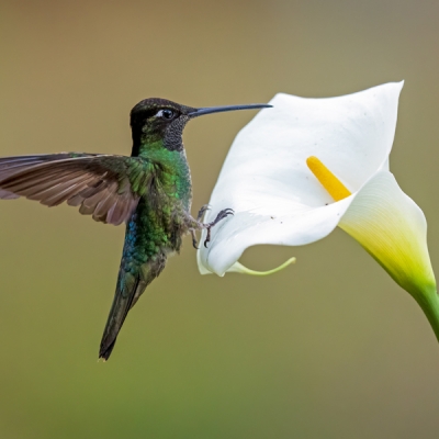 Rivoli's Hummingbird perched on a branch