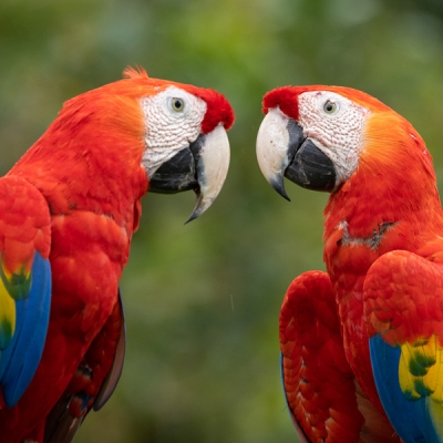 Scarlet Macaws facing each other