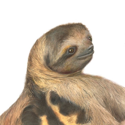 Portrait illustration of a three-toed sloth looking over its shoulder