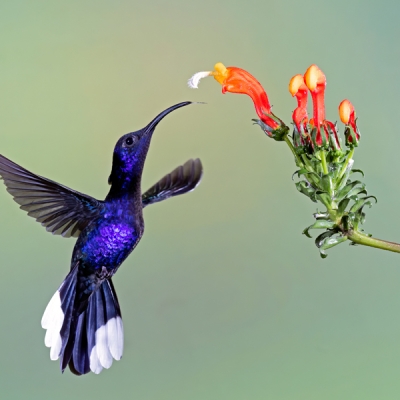 Violet Sabrewing feeding on a flower