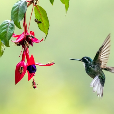 White-throated Mountain-gem feeding on a flower