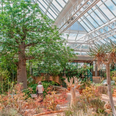 View of the inside of a large greenhouse with trees and plants inside