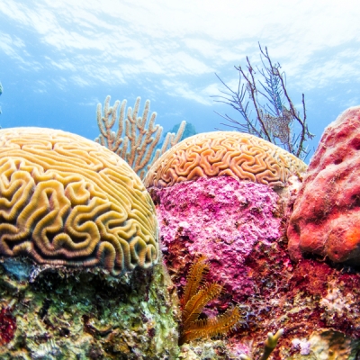 Underwater view of coral in Belize Barrier Reef