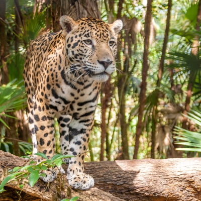 Jaguar walking in the jungle