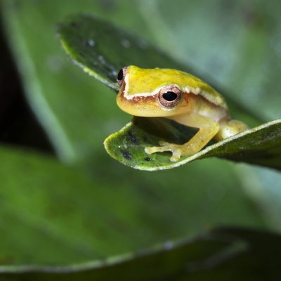 Painted tree frog perched on a leaf