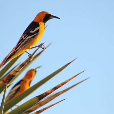 Streak-backed Oriole perched on a branch