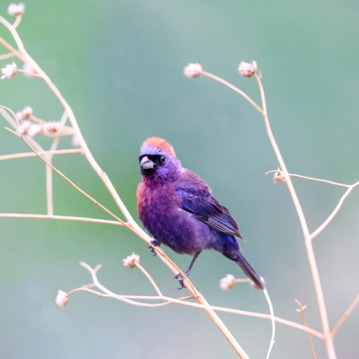 Varied Bunting perched on a branch
