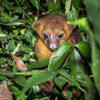 Young Kinkajou among the foliage