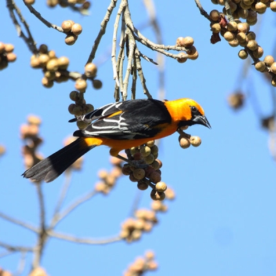 An Altamira Oriole perches sideways on the end of a small branch