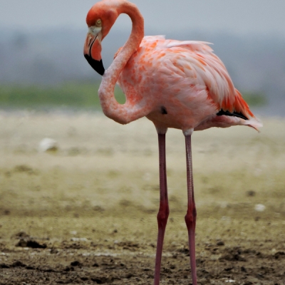 American Flamingo in Colombia