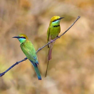 Two Asian Green Bee-Eaters perch next to each other on a small branch