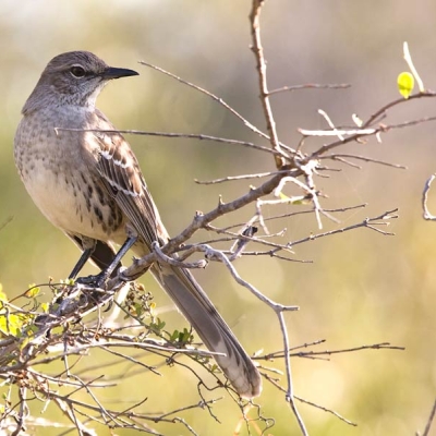 bird perched on a branch