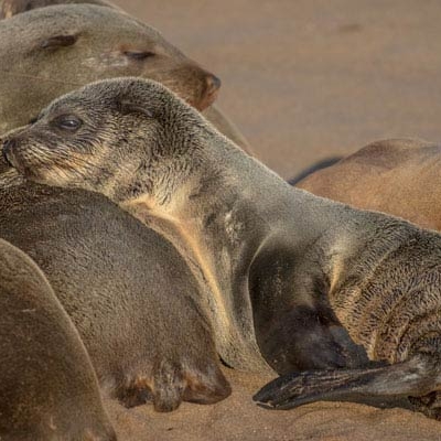 Close-up of a fur seal pup resting among other fur seals