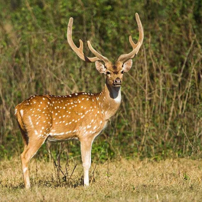 A chital, or spotted deer, with large antlers stands in a grassy area