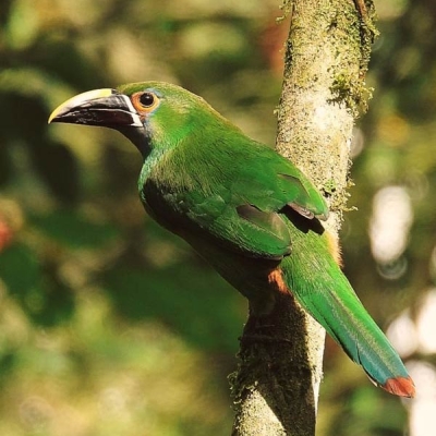 bird perched on a branch
