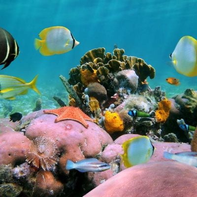 underwater photo of fish and coral