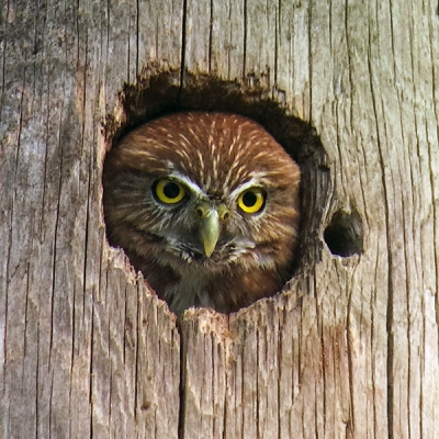 An owl pokes its head out of a hole in a tree trunk