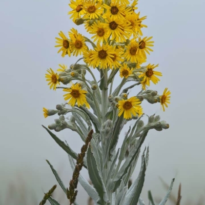 close-up image of flowers