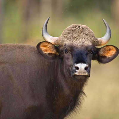 Head and upper body of a gaur, or Indian bison, in a natural area