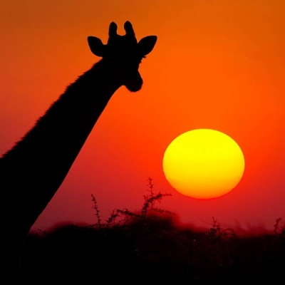 The silhouette of a giraffe head and neck with the sun setting in the background