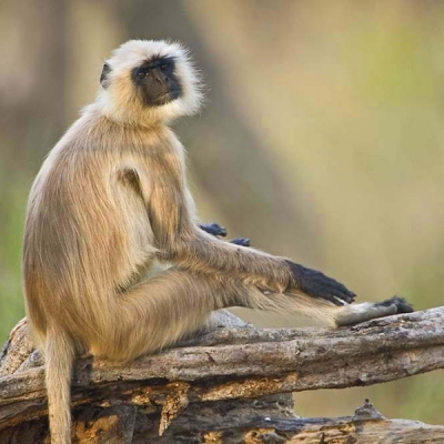A langur monkey sits on a large tree branch, looking over its shoulder