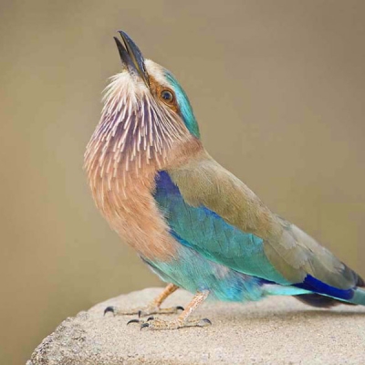 An Indian Roller perches with its head tilted upward
