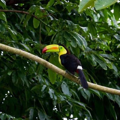 A Keel-billed Toucan perches in a tree branch