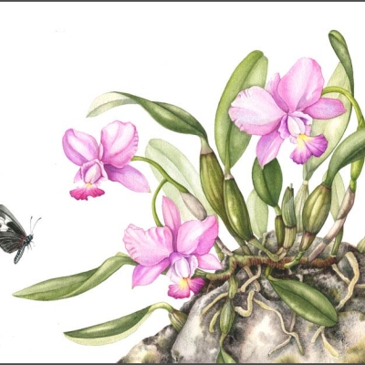 illustration of flowering orchids and a butterfly