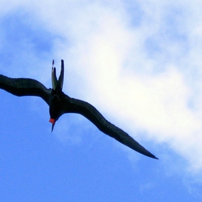 Silhouetted underside of a frigatebird in flight, with the sky and a few small clouds in the background