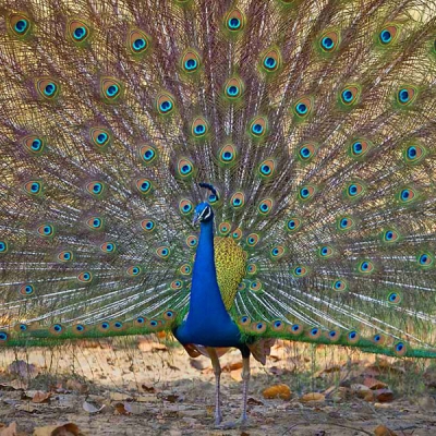 Partial view of a male peacock with its tail feathers fully fanned out