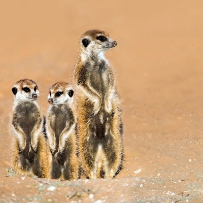 One adult and two juvenile meerkats stand upright on a sandy surface