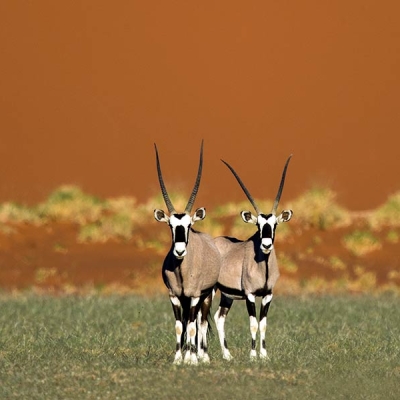 Two oryx antelopes stand facing forward on a grassy area with a large sand dune behind them