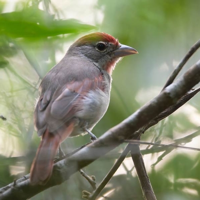 A Rose-throated Tanager perches on a small branch