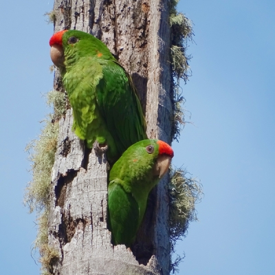 Scarlet-fronted Parakeets resting in a tree trunk