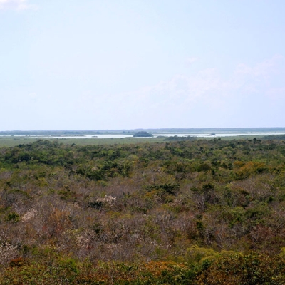Landscape of dry forest with ocean in the background