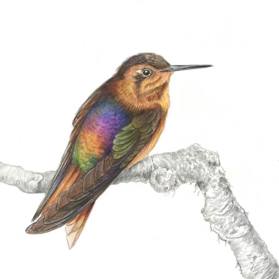 illustration of a bird