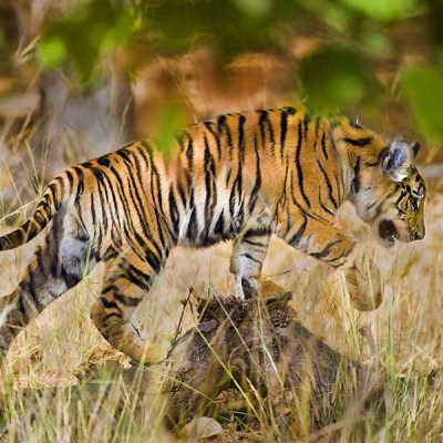 A young tiger walks over a rock in grassy terrain