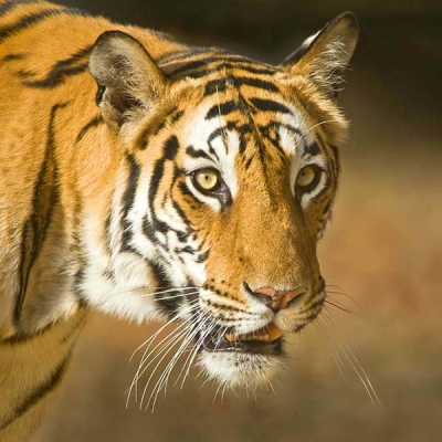 Head and upper body of tiger