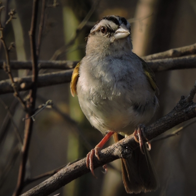 Tocuyo Sparrow perched on a branch