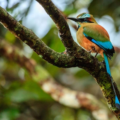 A Turquoise-browed Motmot with long tail feathers perches on a small branch