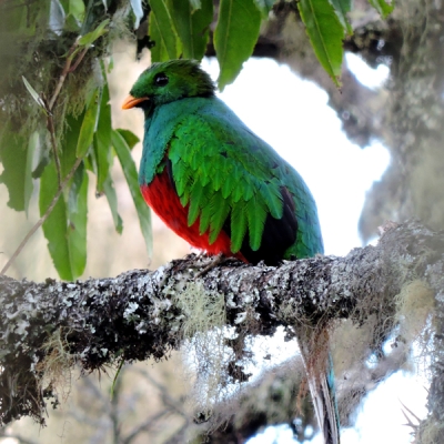 White-tipped Quetzal perched on a branch