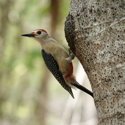 A Yucatán Woodpecker clings to the side of a tree trunk
