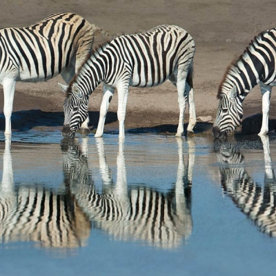 Three zebras standing in a row drink from a pool of water with their reflections visible
