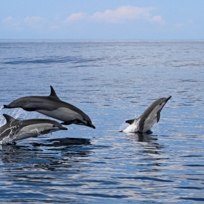 Dolphins jumping in the water in the Pacific Coast of Costa Rica