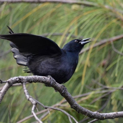 bird perched on a branch