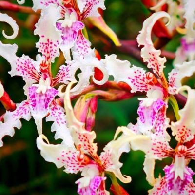 close-up image of flowers
