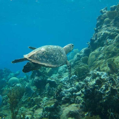 underwater photo of sea turte